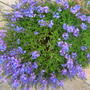 Prostrate Veronica. (Prostrate Veronica.)