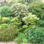 Shrubbery