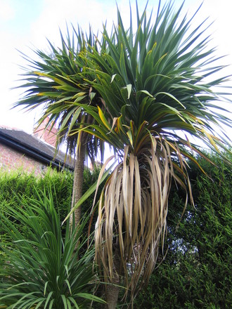 Cabbage Tree 2 (Cordyline australis)