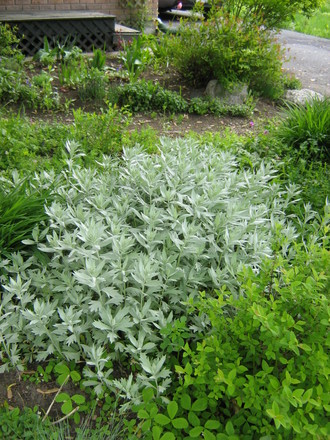 Artemisia ludoviciana 'silver queen'  great in moonlight. (Artemisia ludoviciana (Western mugwort))