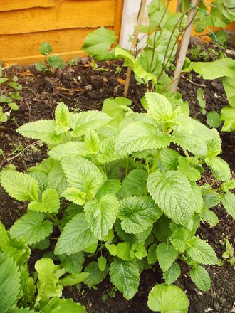lemon_balm.jpg