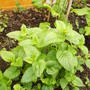 lemon_balm.jpg