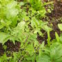 lettuces.jpg