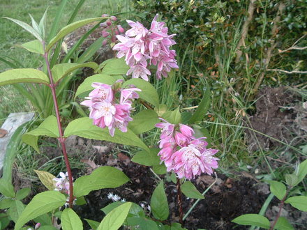 Deutzia Strawberry Fields