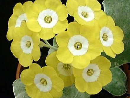 A garden flower photo