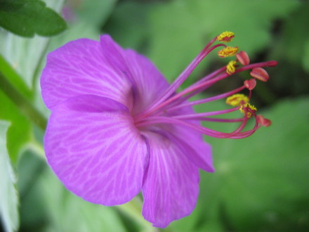 Geranium   Crane's Bill