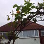 first_flower_on_climbing_rose.jpg