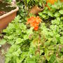 over_winter_geranium_wild_flowers..jpg