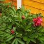 peony_flower_and_buds.jpg