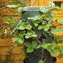 strawberries_in_tower.jpg