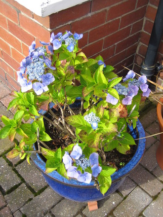 Blue Hydrangea (Hydrangea macrophylla)