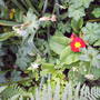 primrose_with_wild_geranium.jpg