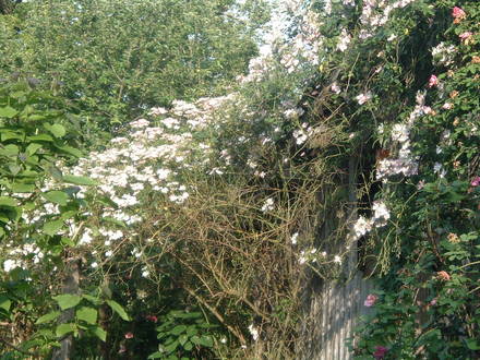 Rambling rose