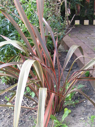 Cordyline (Cordyline)