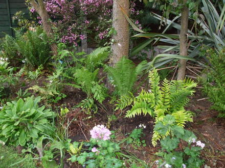 my fernery