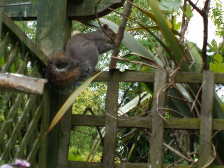 squirrel
