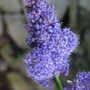 Ceanothus