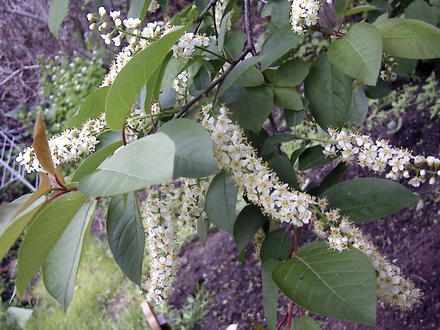Chokecherry tree is in flower (Prunus virginiana)