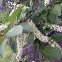2008-05-17_flowering_chokecherry