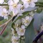 2008-05-17_chokecherry_flowers