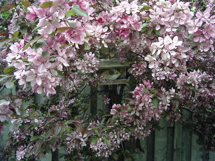 Crabapple Blossoms (Malus)