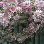 Crabapple Blossoms (Malus)