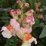 Pink_antirrhinum