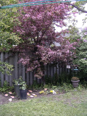 The crabapple tree in bloom (Malus)