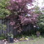 2008-05-23_the_crabapple_tree