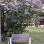 Syringa vulgaris