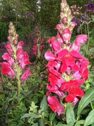 Red Antirrhinums (Antirrhinum majus)