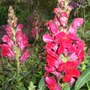 Red_antirrhinums
