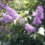 Syringa vulgaris