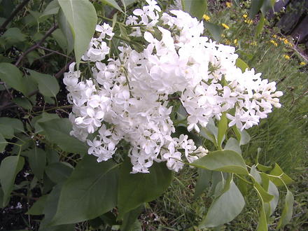 White lilacs (Syringa vulgaris (Common lilac))