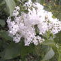 Syringa vulgaris (Common lilac)