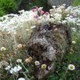 Driftwood_on_scree_bed_2