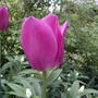 2008-05-23_pink_tulip