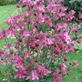 Dark_pink_aquilegias