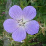Geranium