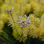 Erica vagans