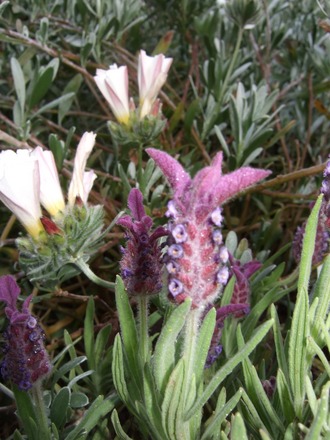 Lavandula stoechas 'Kew Red' (Lavandula stoechas and augustifolia)