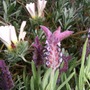 Lavandula_stoechas__kew_red_