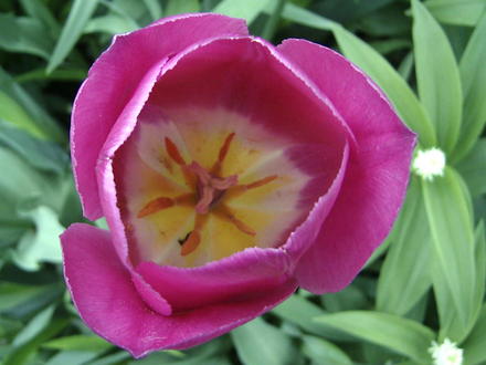 Pink tulip, insect viewpoint (Tulipa)
