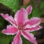 Clematis__scartho_gem_