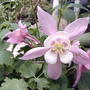 2008-05-23_columbine_oragami_rose___white
