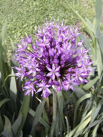 Allium opening, finally... (Allium 