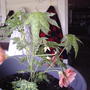 2008-05-23_my_flowering_maple