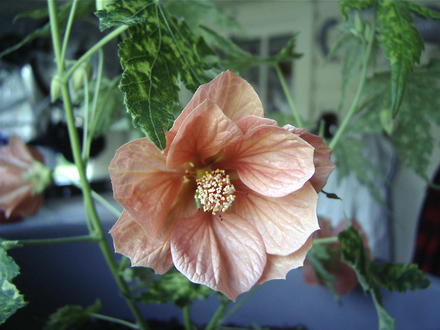 Abutilon hybridum flower (Abutilon hybridum)