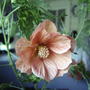 2008-05-23_flowering_maple_flower