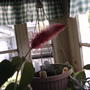 Chenille plant (Acalypha hispada)